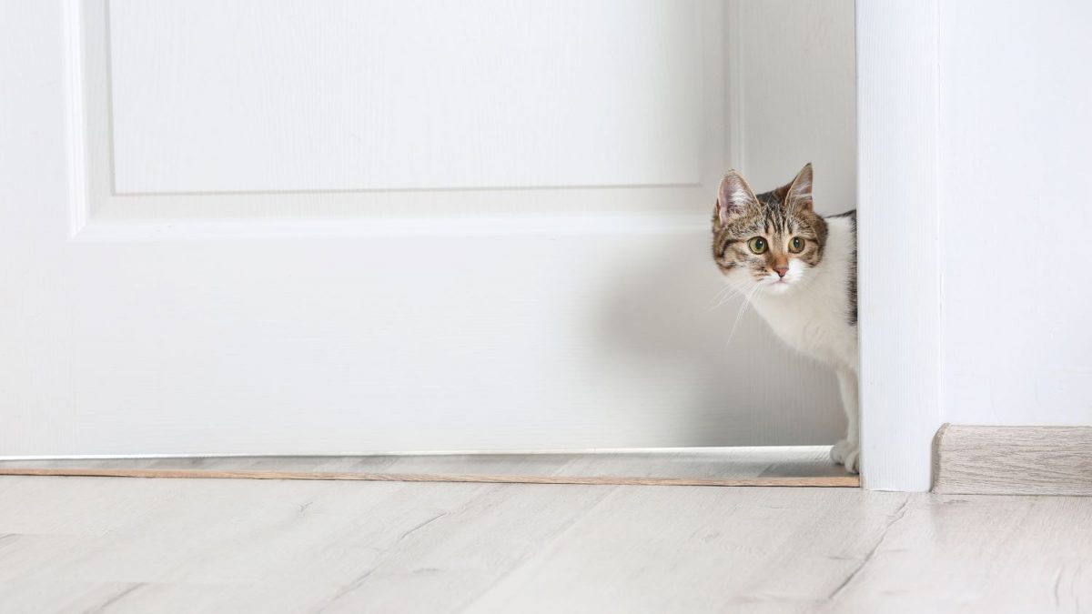 Waarom katten ideale huisdieren zijn voor een kleine appartement