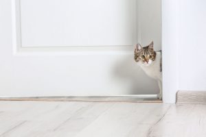 Waarom katten ideale huisdieren zijn voor een kleine appartement