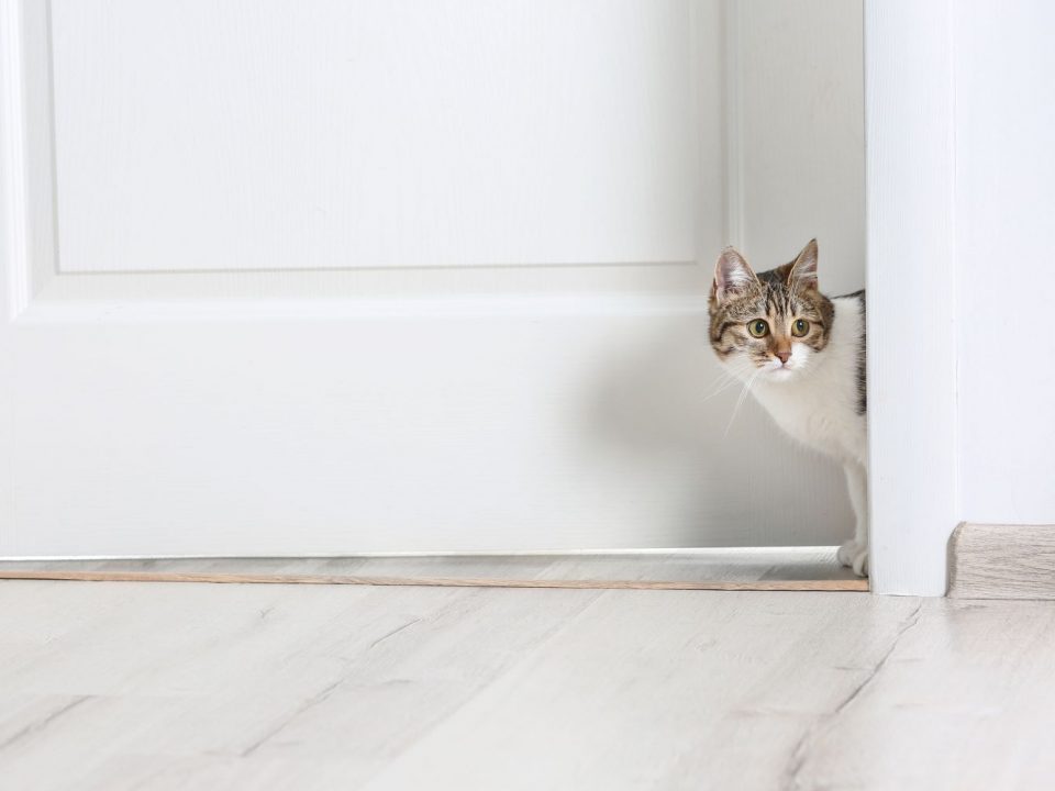 Waarom katten ideale huisdieren zijn voor een kleine appartement