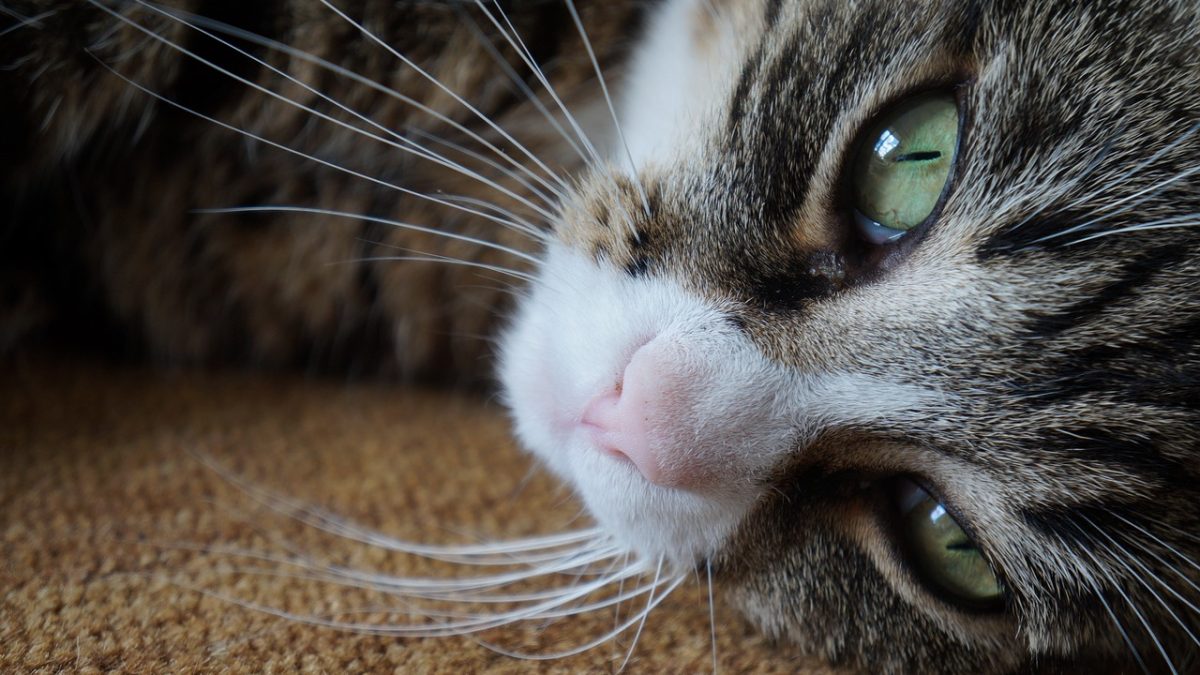 Minder kattengeur in huis zonder agressieve middelen